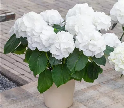 Hydrangea macrophylla 'Schneeball'(s)