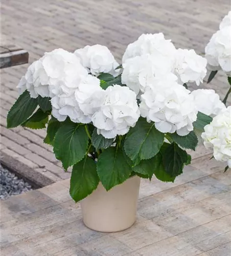 Hydrangea macrophylla 'Schneeball'(s)