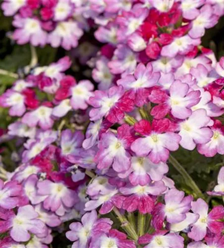 Verbena 'Wicked Hot Pink'