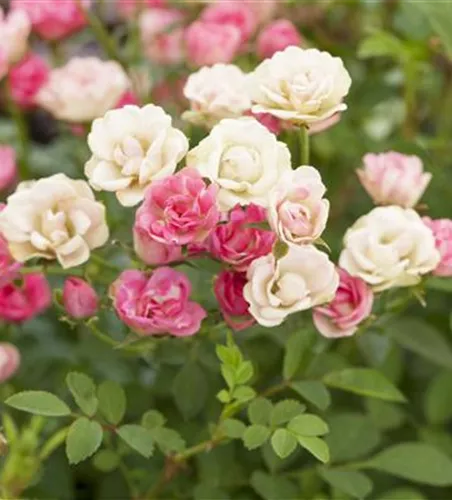 Rosa 'LillyRose™ Wonder5'