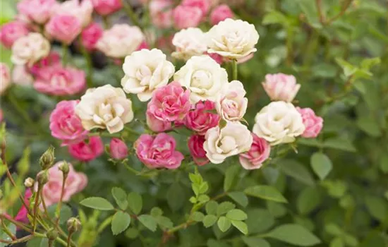 Rosa 'LillyRose™ Wonder5'
