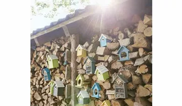 Bildvorschau