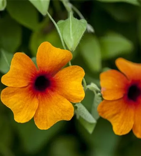 Thunbergia alata, orange