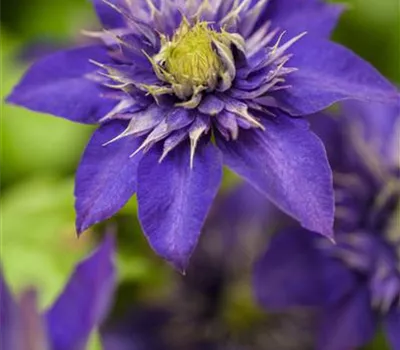 Clematis 'The President'®
