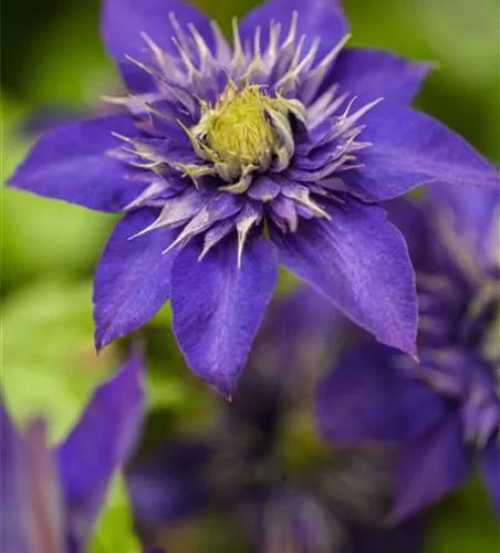 Clematis 'The President'®