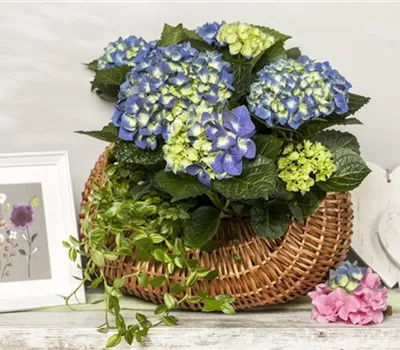 Die Bedeutung von Blumen am Muttertag 
