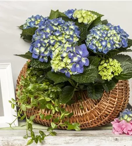 Die Bedeutung von Blumen am Muttertag 