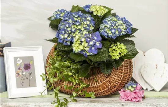 Die Bedeutung von Blumen am Muttertag 