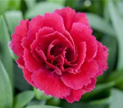 Der 1. Mai – was hat er mit Pflanzen und Blumen zu tun?