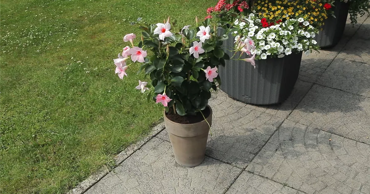 Dipladenia - Einpflanzen in ein Gef - 1A Garten Ammer