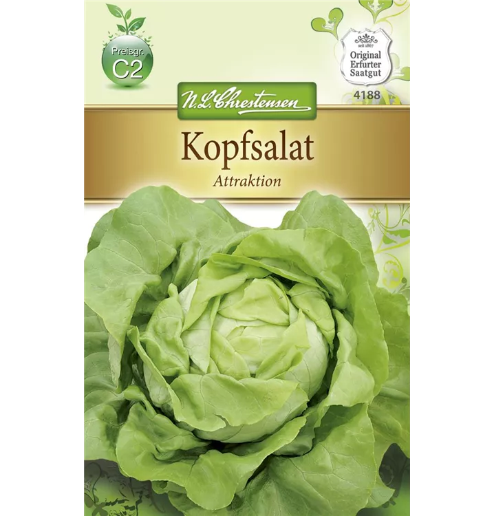 Lactuca sativa var. capitata 'Attraktion'
