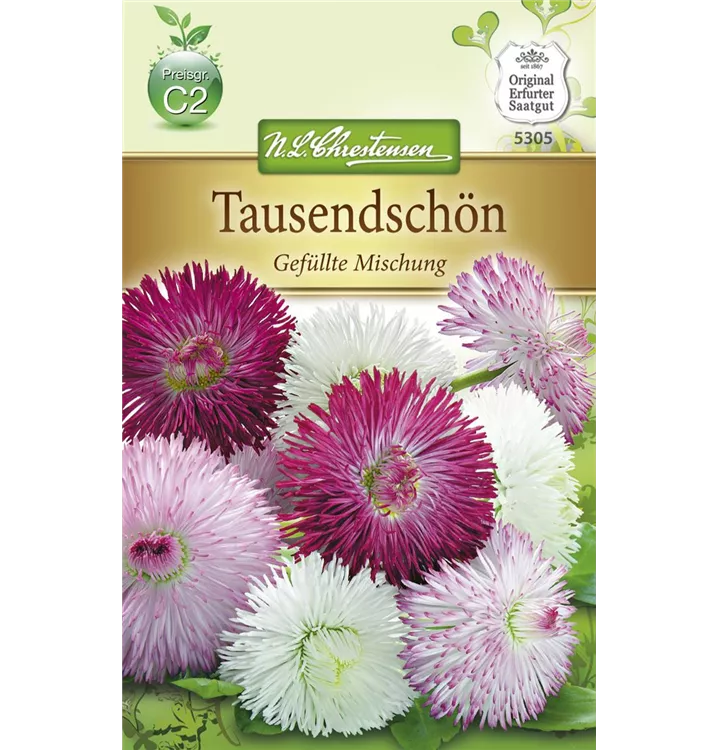 Bellis perennis, gefüllt