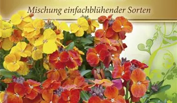 Bildvorschau