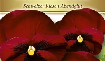 Bildvorschau