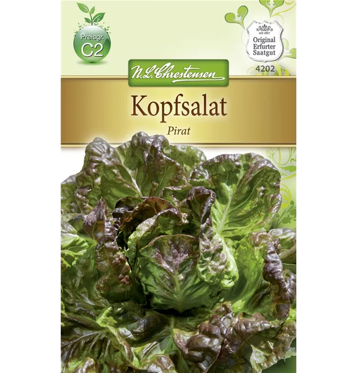 Lactuca sativa var. capitata 'Pirat'