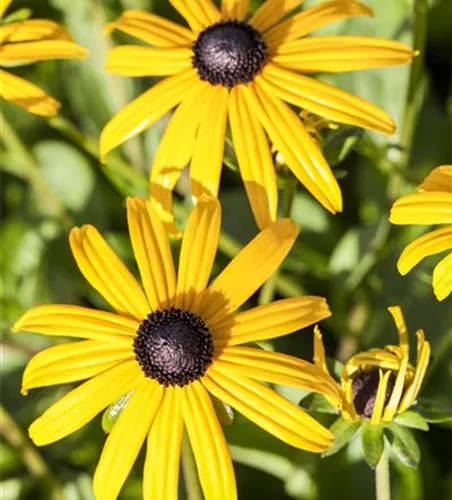Rudbeckia fulgida var. sullivantii 'Goldsturm'
