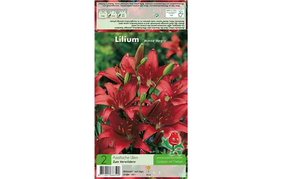 Asiatische Lilie 'Monte Negro'
