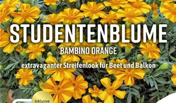 Bildvorschau