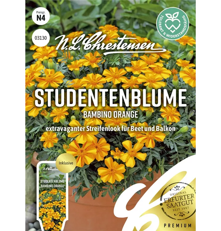 Tagetes patula 'Bambino Orange'