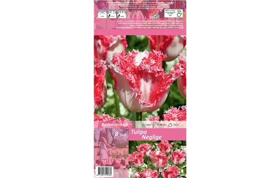 Gefranste Tulpe 'Neglige'