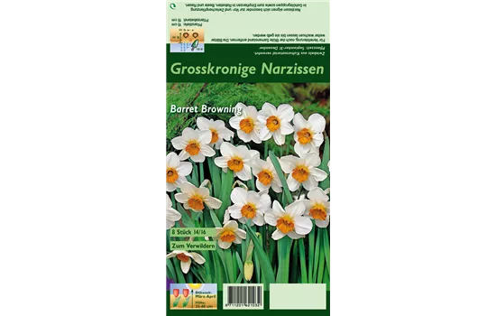 Narzisse 'Barrett Browning'