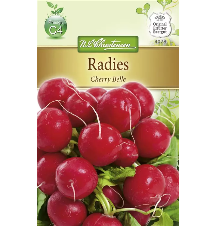 Raphanus sativus var. sativus 'Cherry Belle'