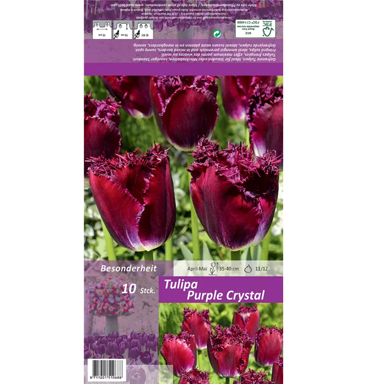 Tulipa 'Purple Crystal'