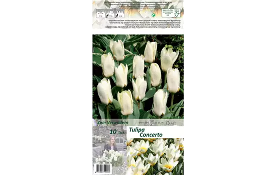 Foster-Tulpe 'Concerto'