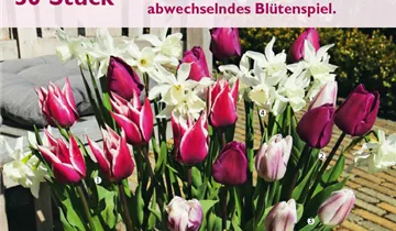 Bildvorschau