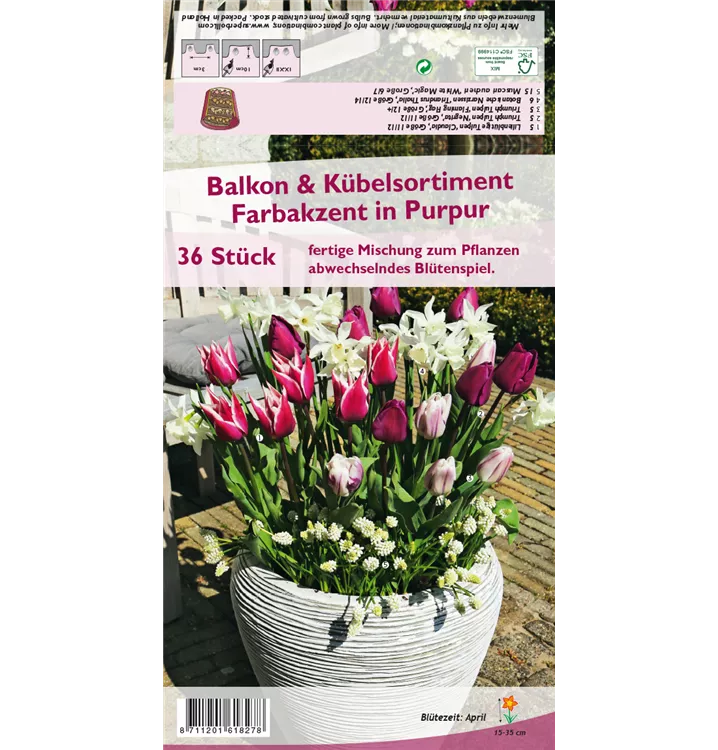 Zwiebelpflanzen 'Farbakzent in Purpur'