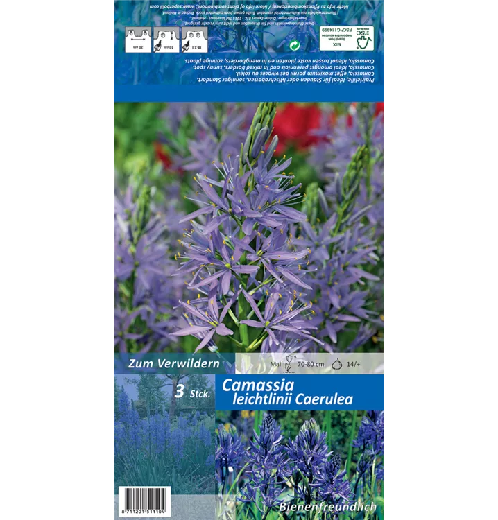 Camassia leichtlinii 'Caerulea'