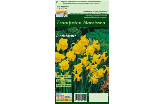Trompeten-Narzisse 'Dutch Master'
