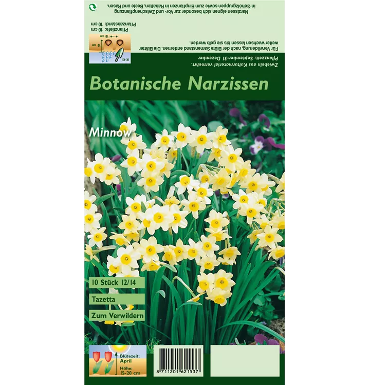 Narcissus tazetta 'Minnow'