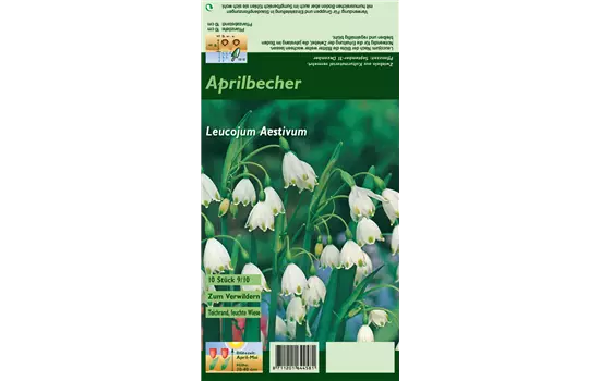 Sommer-Knotenblume