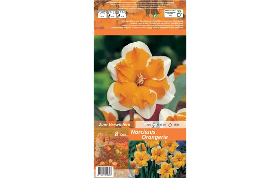Schmetterlings-Narzisse 'Orangery'