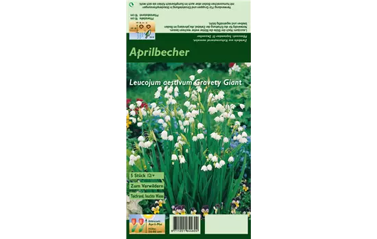 Sommer-Knotenblume 'Gravety Giant'