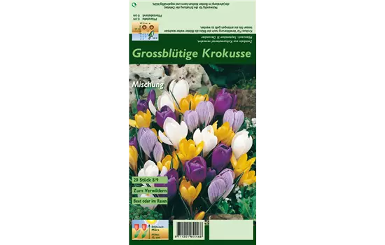 Frühlings-Krokus