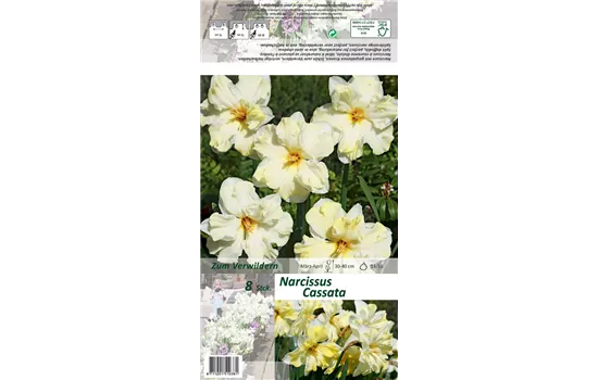 Narzisse 'Cassata'