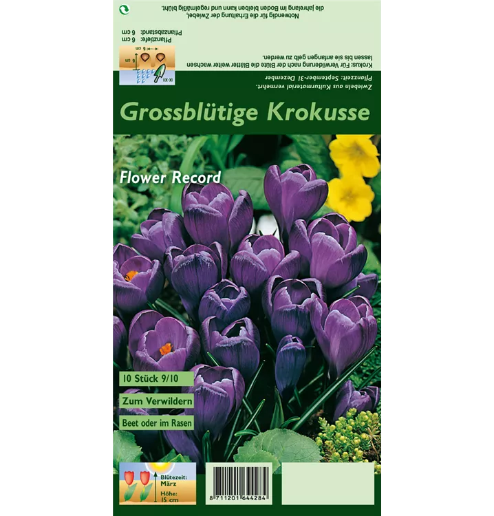 Crocus vernus 'Flower Record'