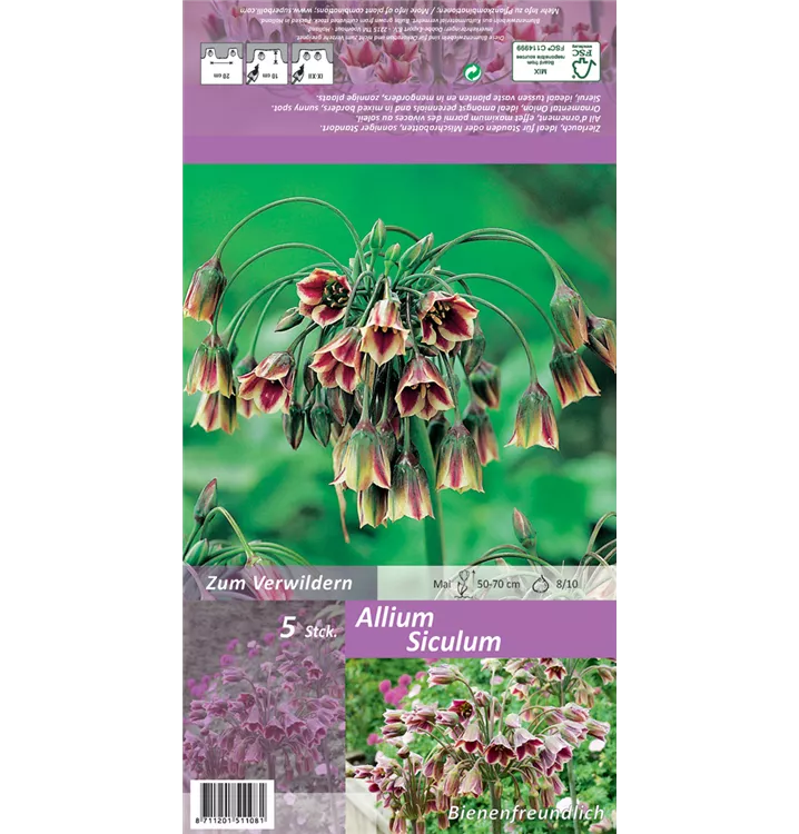 Nectaroscordum siculum ssp. bulgaricum