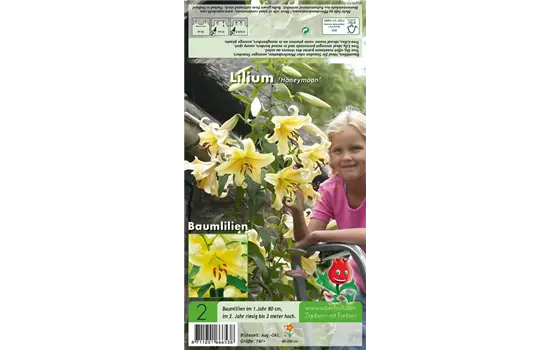 Baumlilie 'Honeymoon'