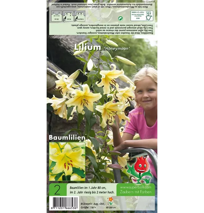 Lilium 'Honeymoon'