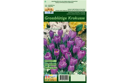 Frühlings-Krokus 'Grand Maitre'
