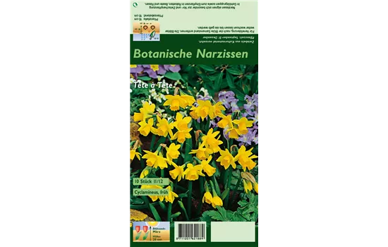 Alpenveilchenartige Garten-Narzisse 'Tête à Tête'