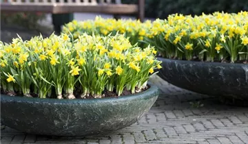 1A Garten Ammer