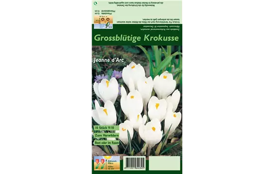 Frühlings-Krokus 'Jeanne d´Arc'