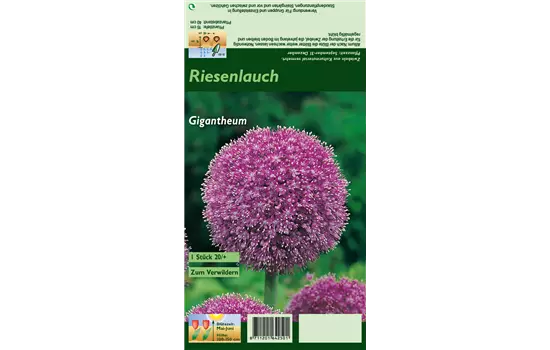 Riesenlauch