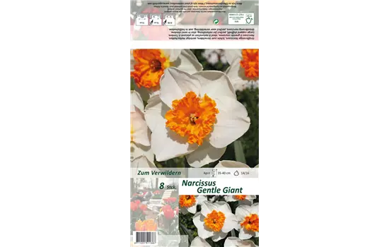 Narzisse 'Gentle Giant'
