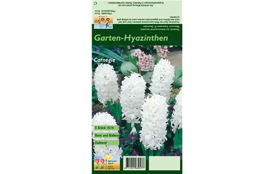 Hyazinthe 'Carnegie'