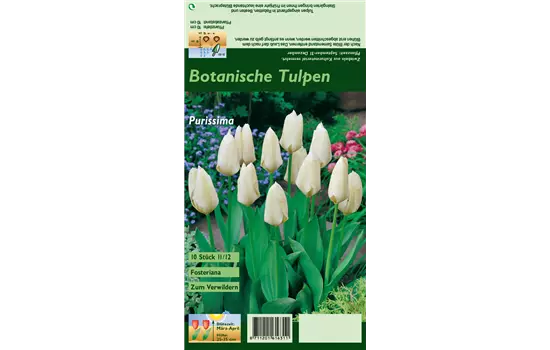 Garten-Tulpe 'Purissima'